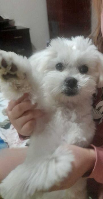 В'язка (злучка) мальтезе