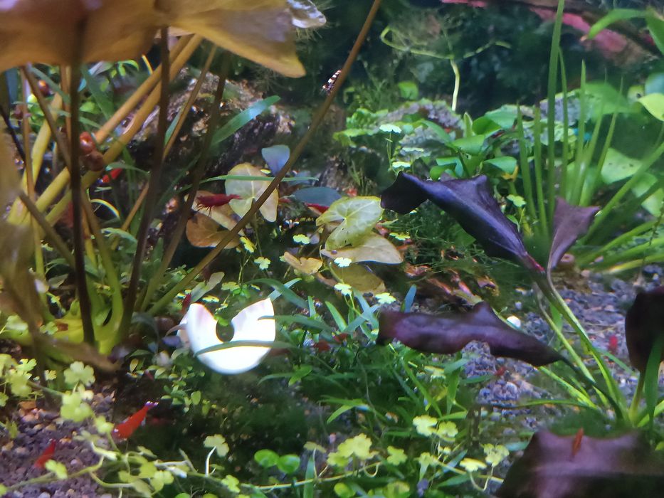 Кровава Мері (чіста лінія)