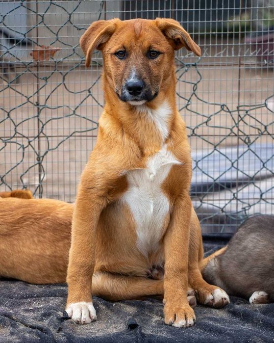 ANDIE - Cãozinho jovem para adoção!