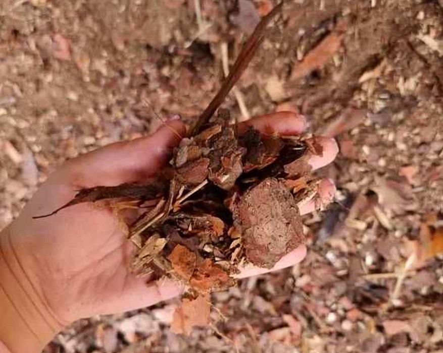 Kora sosnowa gruba, średnia I drobna