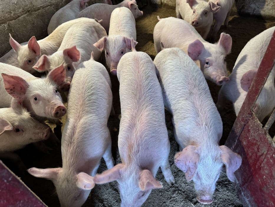 Продам поросят трьохлінійний гібрид