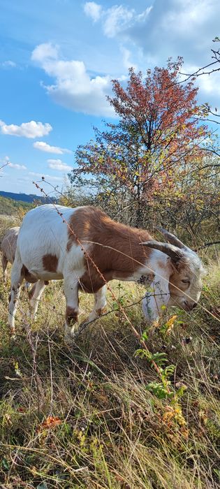 Англо нубійський козлик 92,5% На господарство