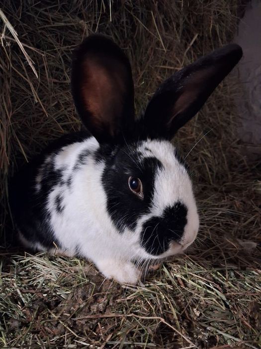 Кролики на плем'я