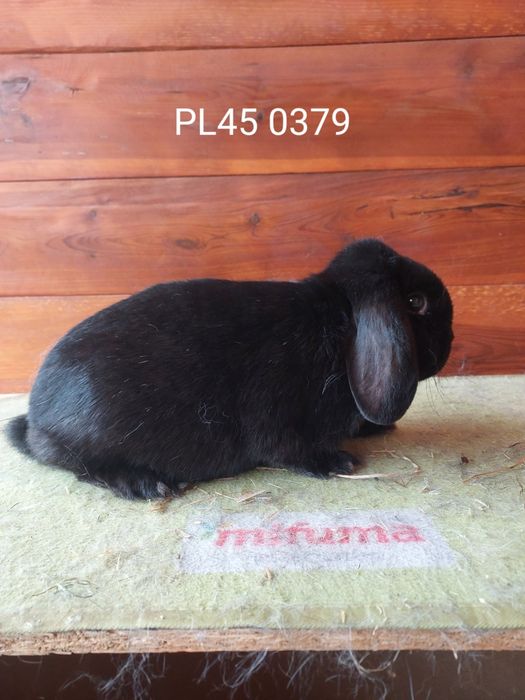 Samice karzełka barana francuskiego czarnego