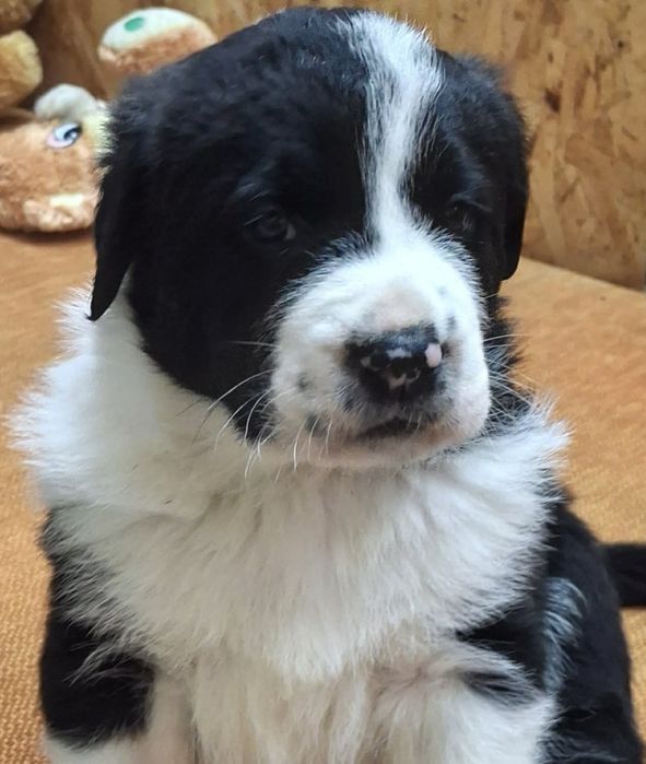 Owczarek Środkowoazjatycki szczenięta