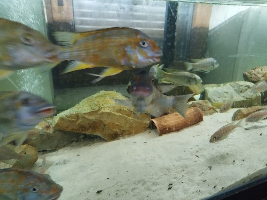 Petrochromis kasumbe kibige tanganika dzikie dorosłe