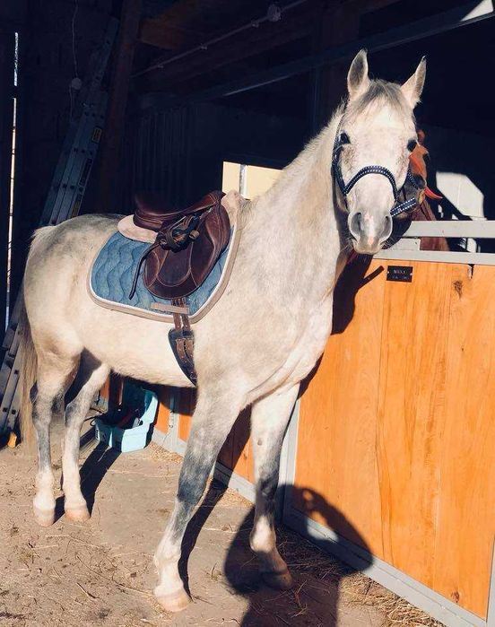 Wałach czysta krew arabska