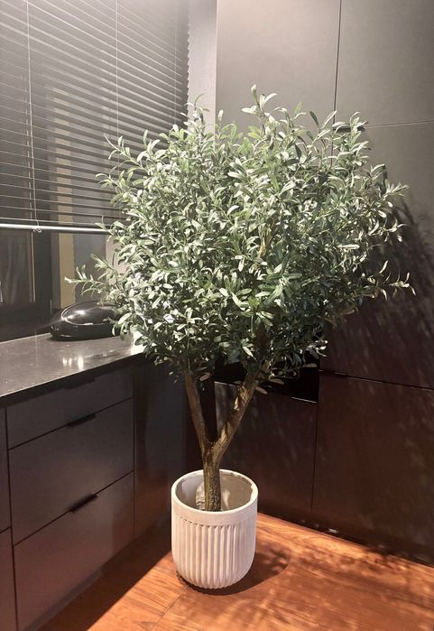 Gęsta oliwka na naturalnym pniu 170cm