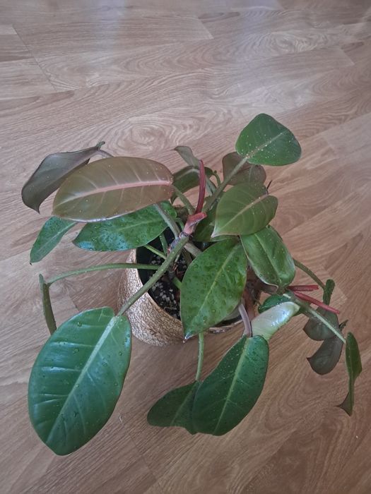 Philodendron, filodendron