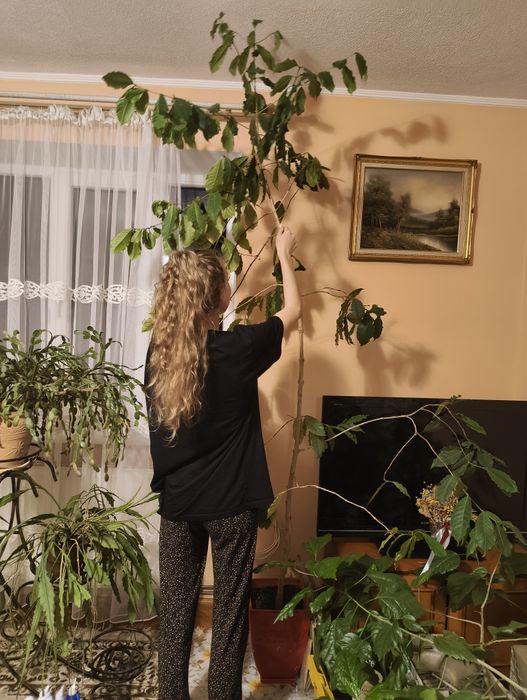 Кавове дерево - вазонком