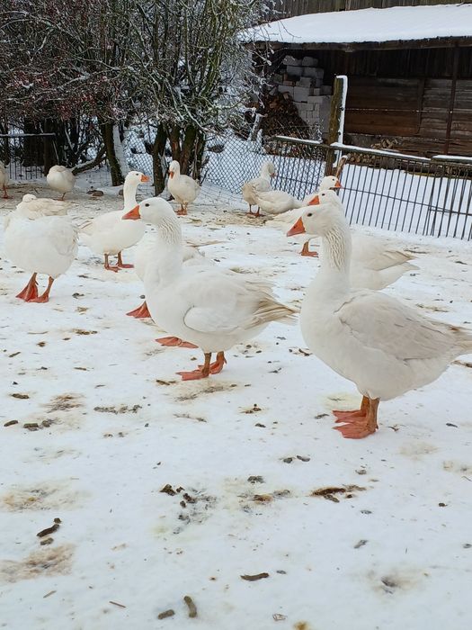 Gęsi białe kołudzkie