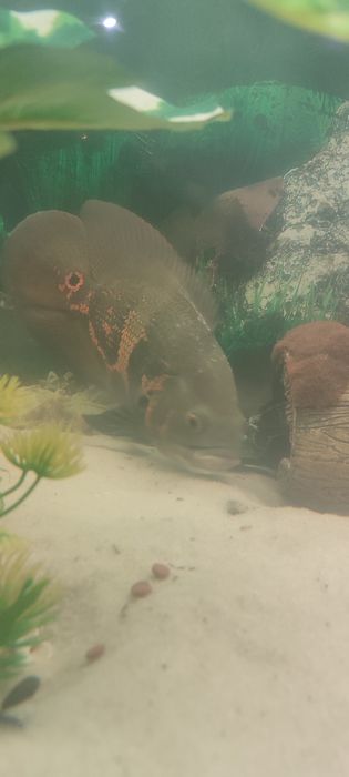 Astronotus ocellatus-Oscar
