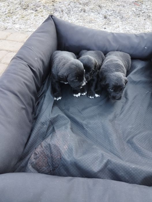 Berneński pies pasterski