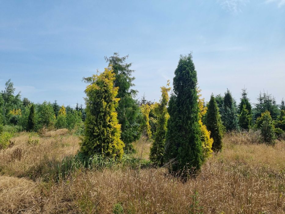 Tuja aureospicata 220cm-100zł 240cm-110zł !!Promocja!!