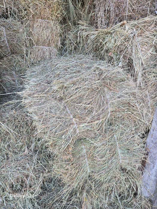 Сіно в тюках, 17-20 кг.