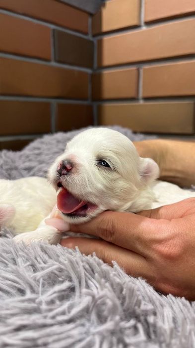 Цуценята Мальтійської болонки,Мальтезе