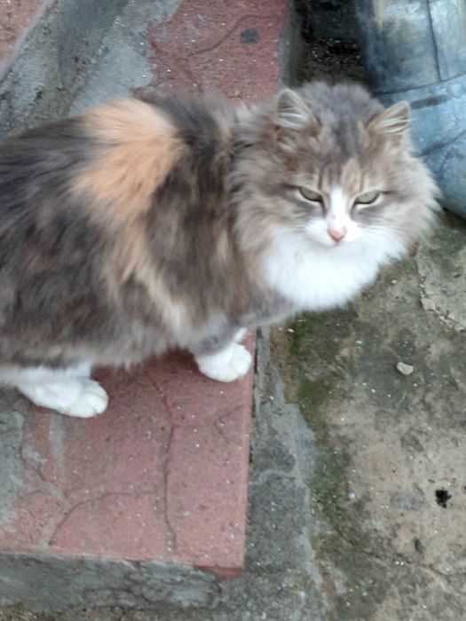 Котята сибирской кошки