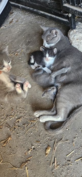 Gatinhos para dar