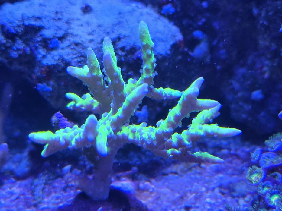 Anacropora koralowiec