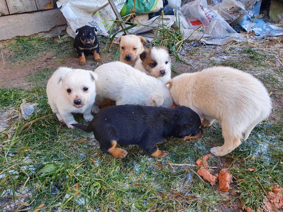 sól paszowa Kostki soli NaCl LIZAWKI SOLNE chlorek sodu MULTI LISAL SE