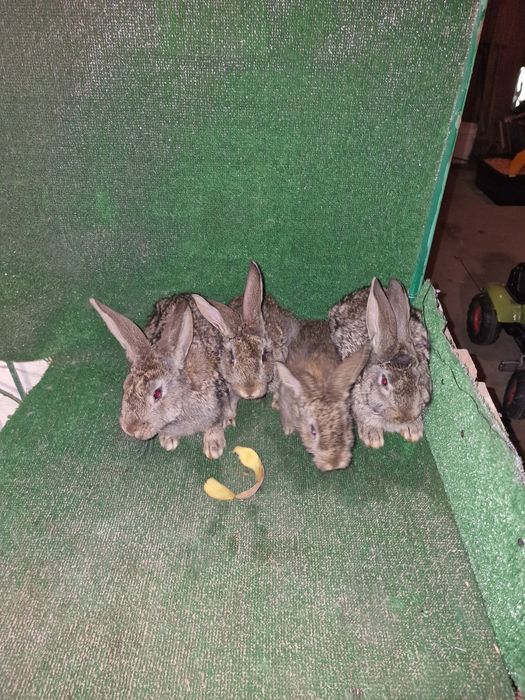Sprzedam króliki mieszanka wjs z belgiem