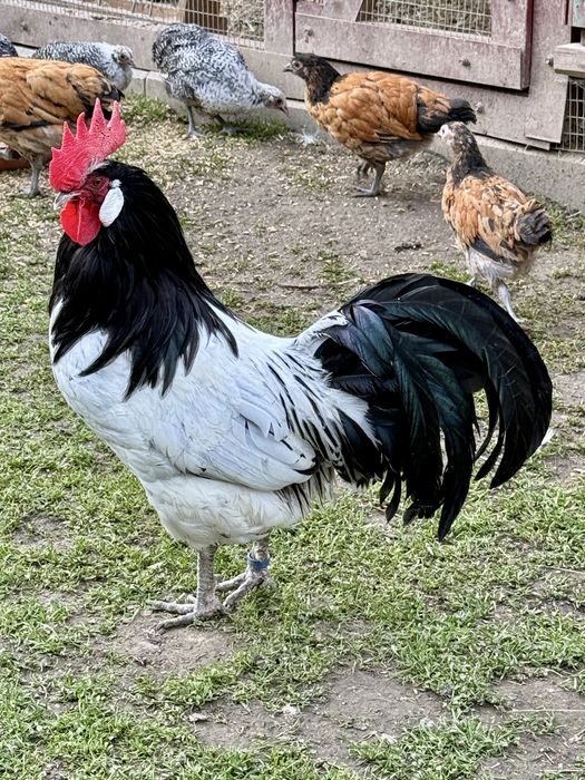 Lakenvelder Lekenfelder jajka lęgowe !