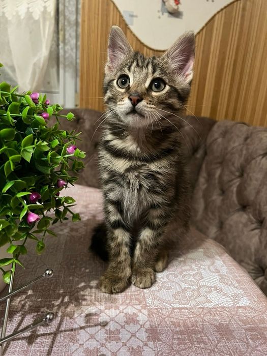 Чудовий хлопчик, вік 3-4 місяці