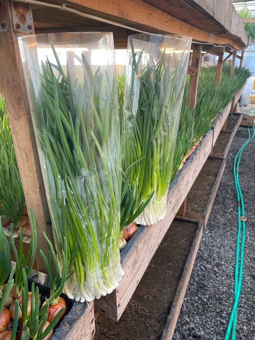 Продам лук перо (объем)