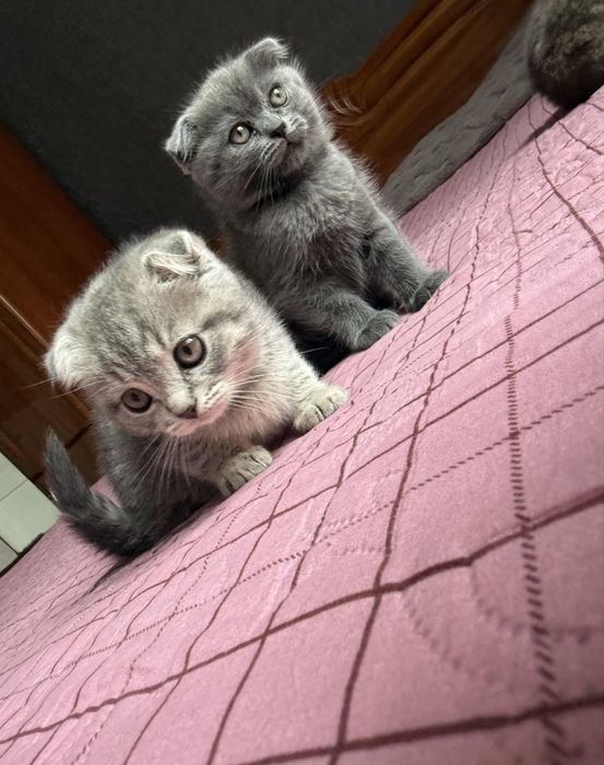 Вʼязка  висловухого котика