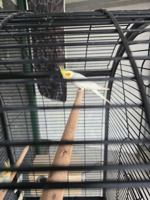 Caturra macho branco