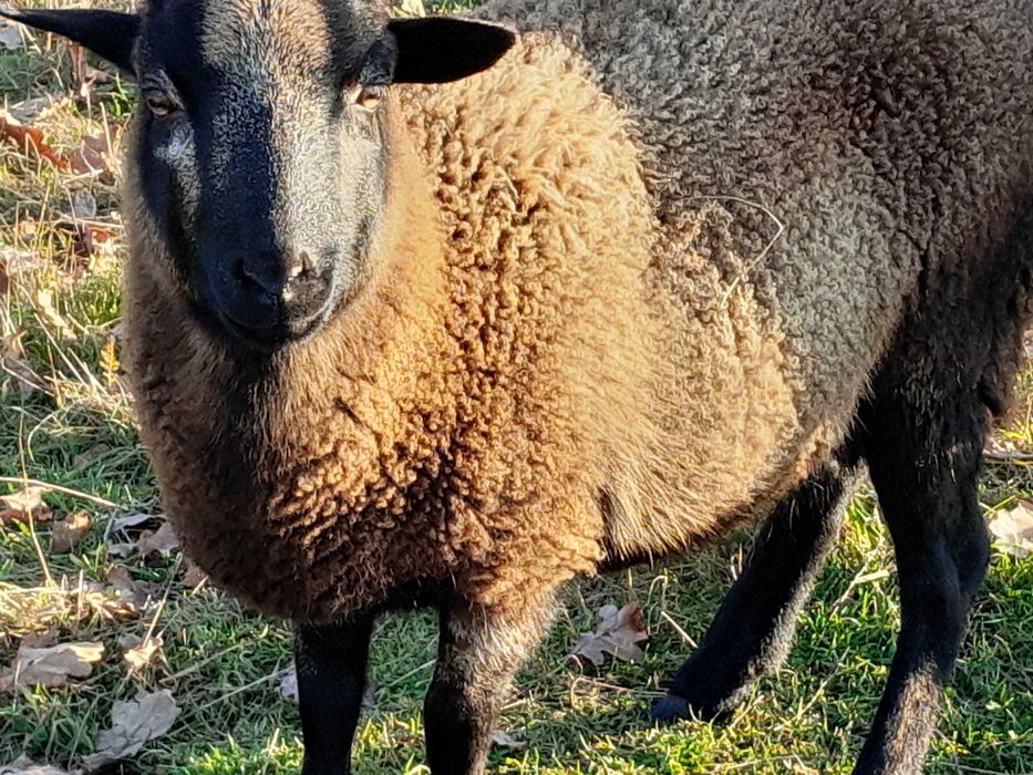 Sprzedam owce kotne, mieszańce kameruńskie