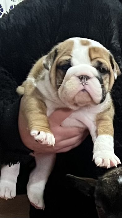 Bulldog Ingles  Femea c/ LOP