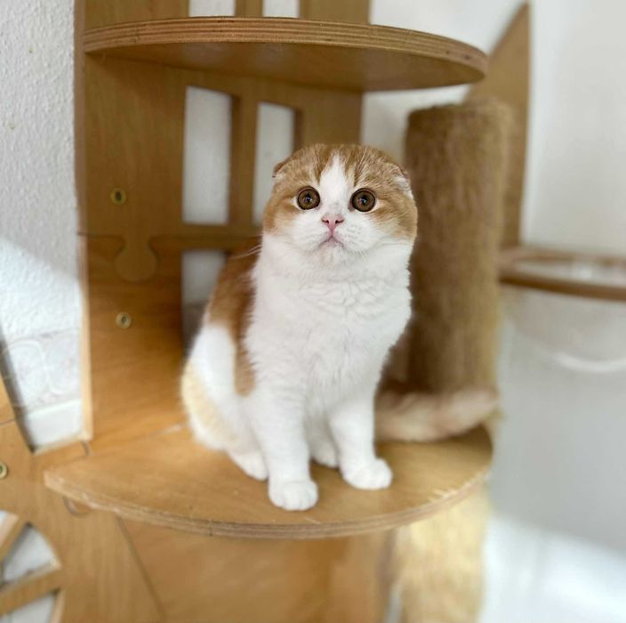 Menino scottish fold