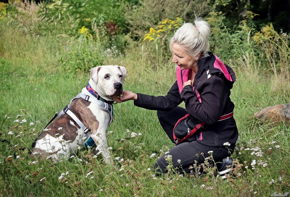 Przecudowny Amstaff Roni szuka swoich ludzi