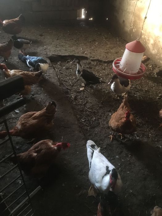 Patos caseiros 3machos 1 femea