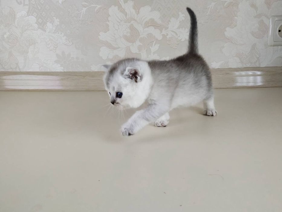 Шотландские котята серебристые шиншиллы страйтики