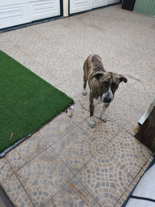 Cão ( x bull Terrier )