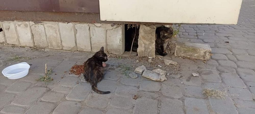 Нужен дом или передержка кошке с котятами