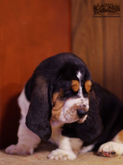 LONG CASTLE HOUND питомник предлагает щенка девочку