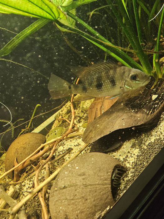 Satanoperca acuticeps, ziemiojad