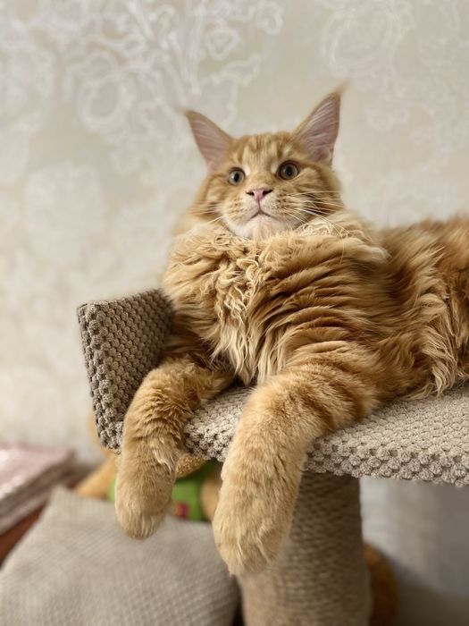 Котята с питомника IZUMRUD