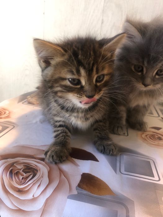 Віддам в добрі руки кошенят