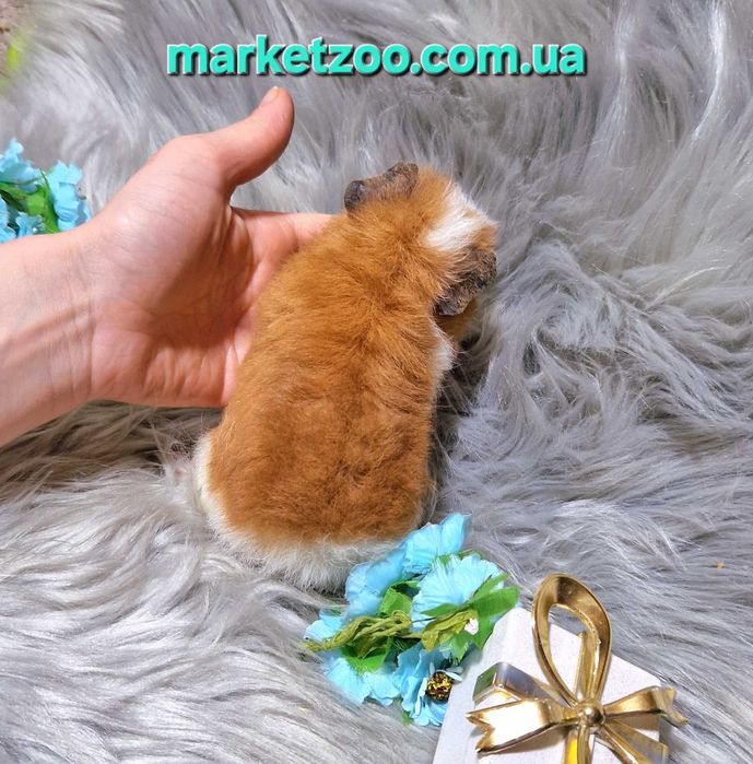 Унікальний біло-рудий хлопчик тедді – ваш майбутній фаворит!