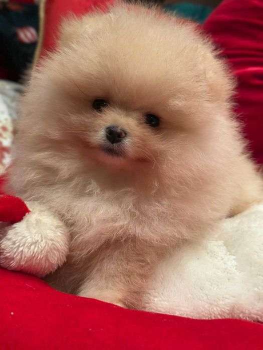 Szpic miniaturowy pomeranian mis samiec