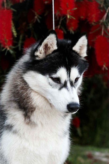 Husky Siberiano com LOP - Iaspis