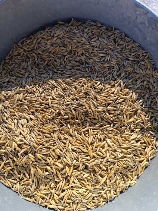 Sprzedam owies jary Bingo