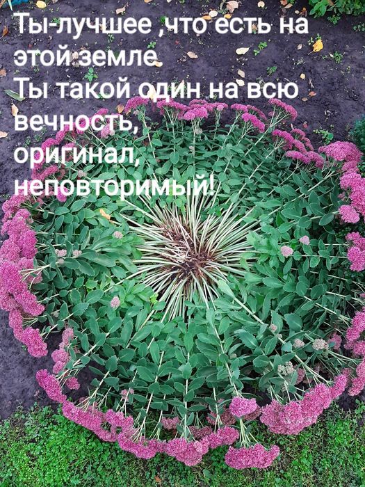 Продам излишки Очиток видный очиток высокий розовый многолетний