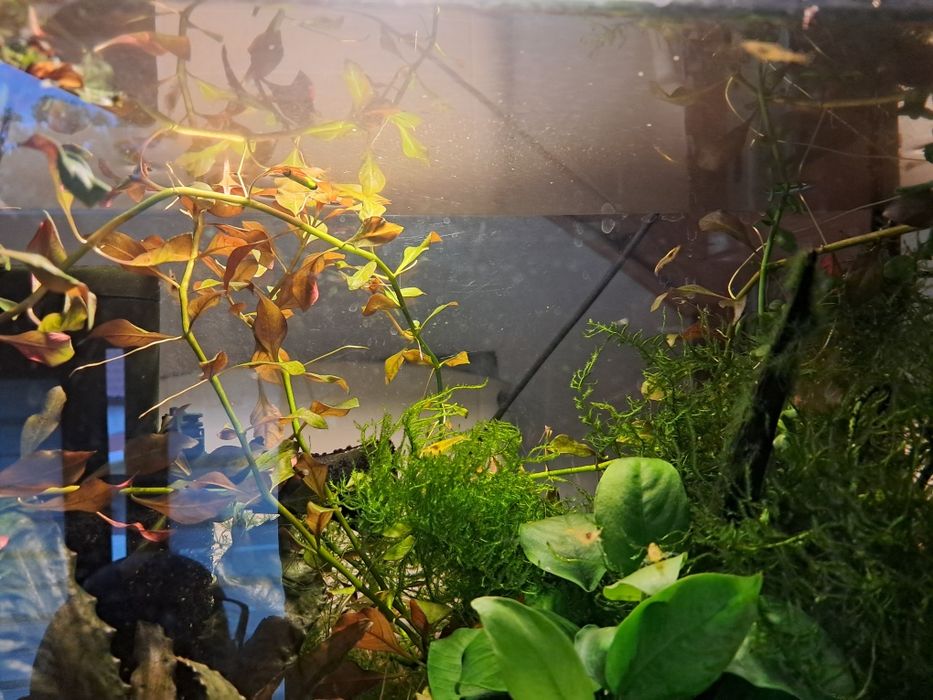 Krewetki Yellow Neocardina