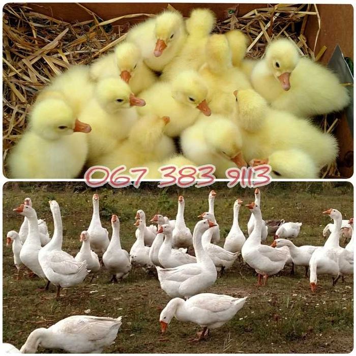 Гусенята Лінда. Гусята Линда. Молодняк гусей Линда.