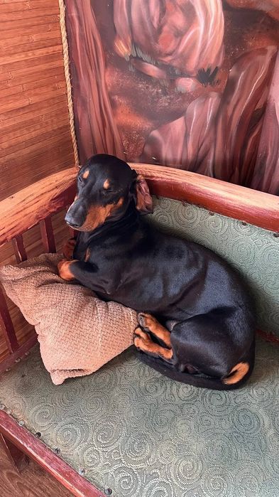 Такса мальчик ищет девочку